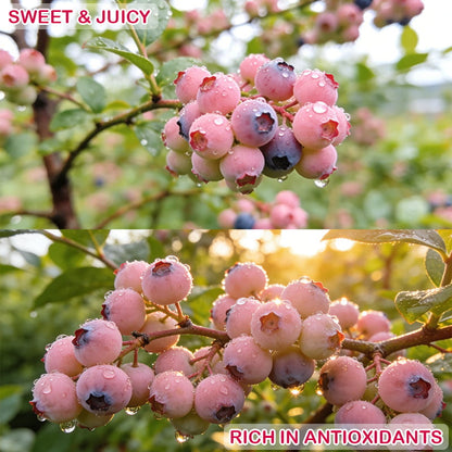 Premium Pink Blueberry Seeds for Planting
