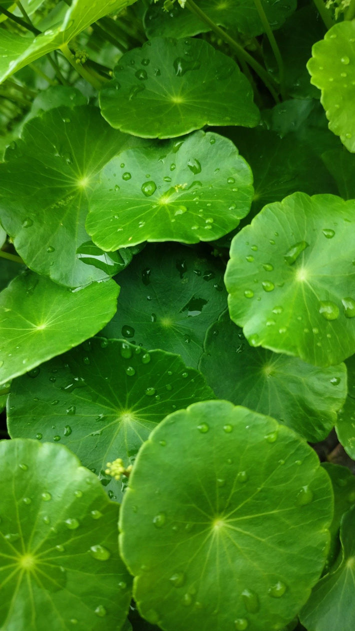Centella Asiatica Extract