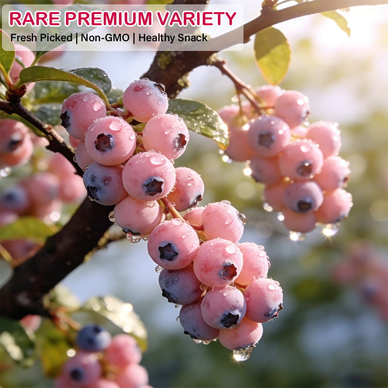 Premium Pink Blueberry Seeds for Planting