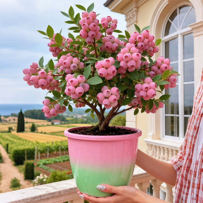 Premium Pink Blueberry Seeds for Planting