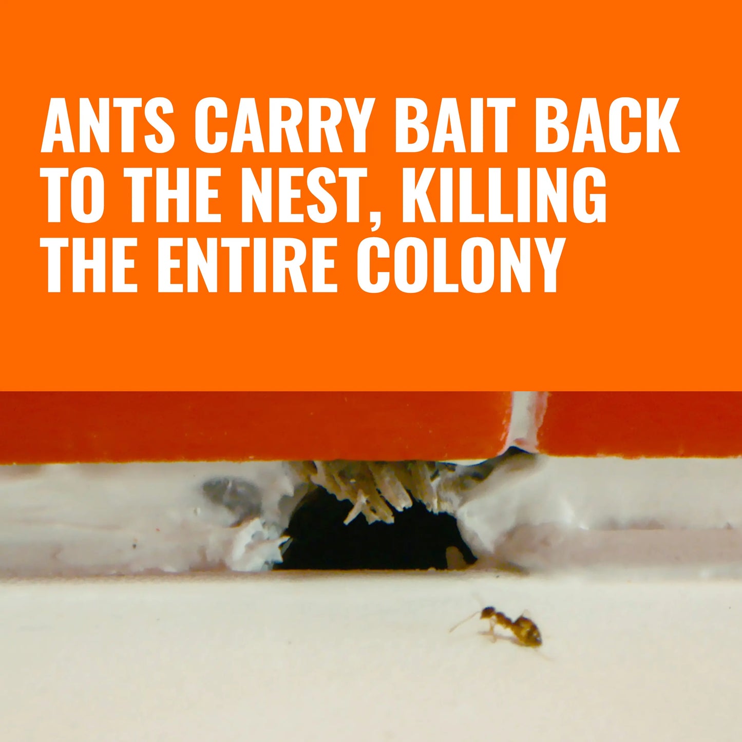 TERRO Ant Killer Bait Stations T300 - Liquid Bait to Eliminate Ants - Bait System - 6 Count Stations for Effective Indoor Ant Control